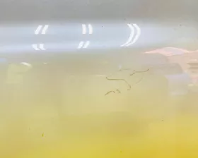 Дверь 5я Toyota