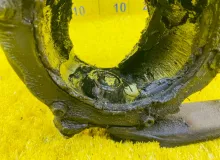 Поворотный кулак TOYOTA LAND CRUISER 1994/Цвет 6M1 4321160110 FZJ80G 1FZFE, передний правый