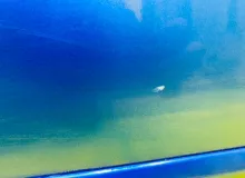 Дверь боковая TOYOTA COROLLA RUNX 2004/Цвет 8P1 6700313300 NZE124 1NZFE, задняя правая
