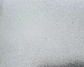 Капот Toyota