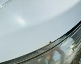 Капот Nissan