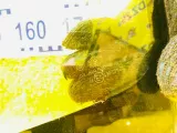 Лобовое стекло TOYOTA ROOMY/TANK/THOR/JUSTY 2017/Цвет R59 56101B1290 M900A 1KRFE, переднее